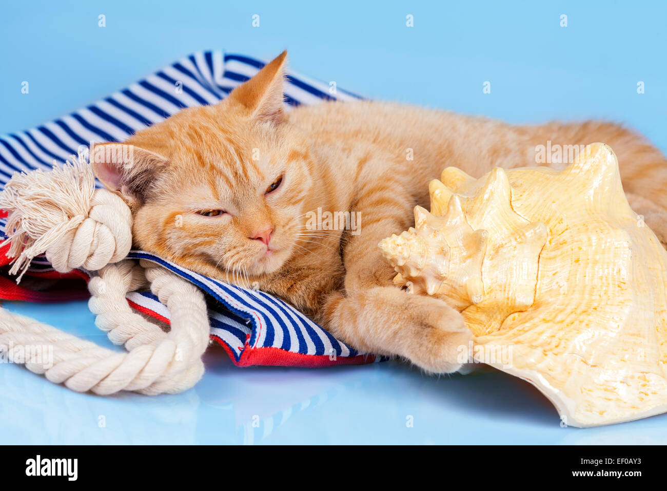 Beach scene. Cute red cat sleeping on beach bag near big shell Stock Photo