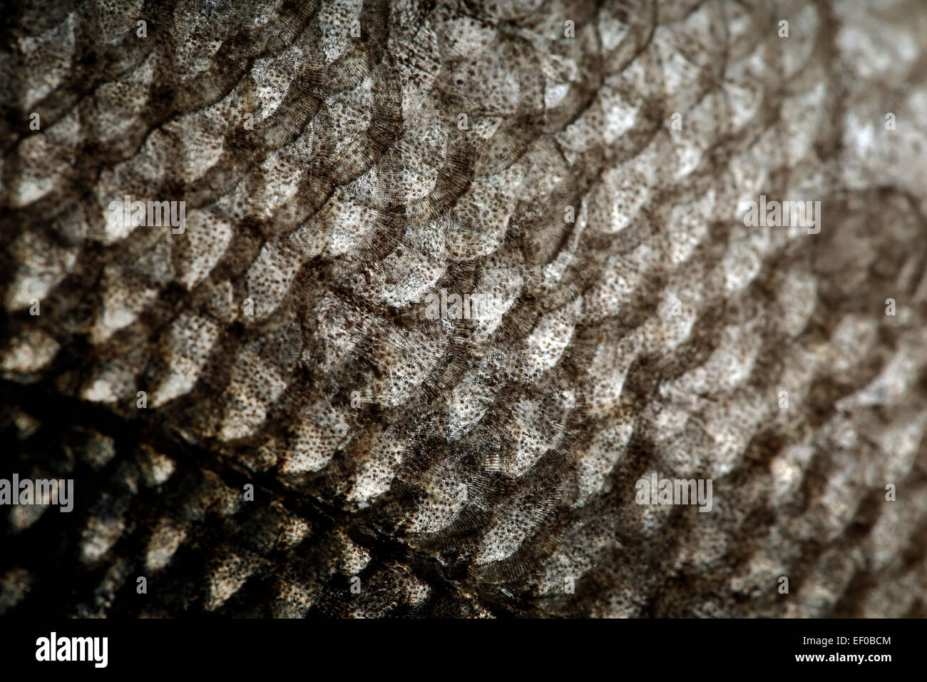Fish scale texture hires stock photography and images Alamy