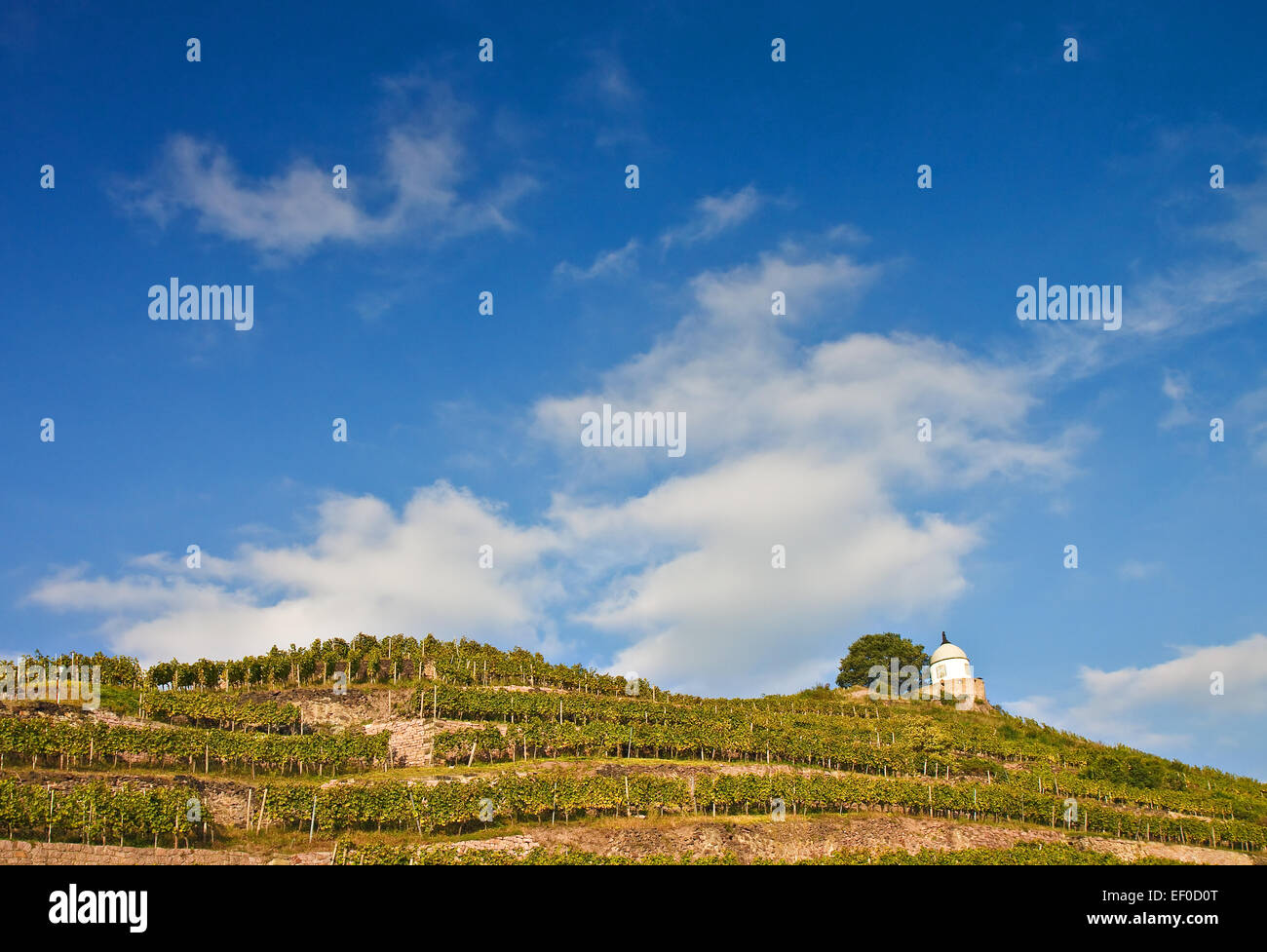 Weinberg and observation tower in Radebeul. Stock Photo