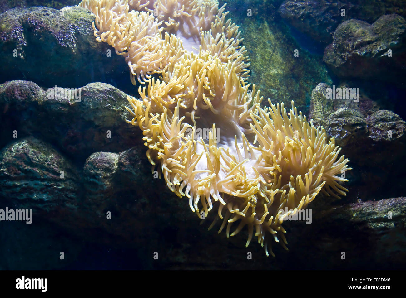 Actinia (sea anemona) under water, stones around. Stock Photo