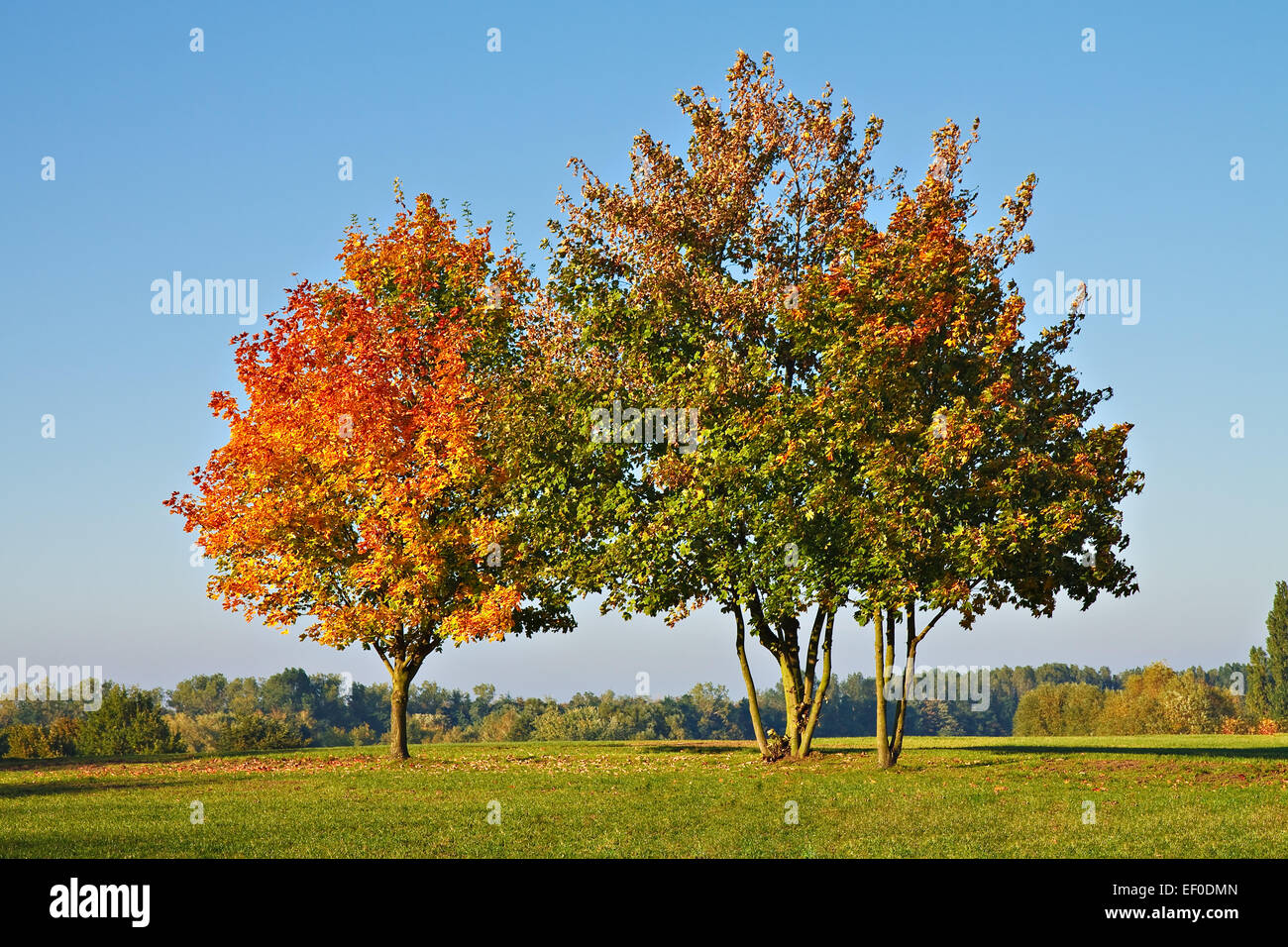 Trees in autumn. Stock Photo