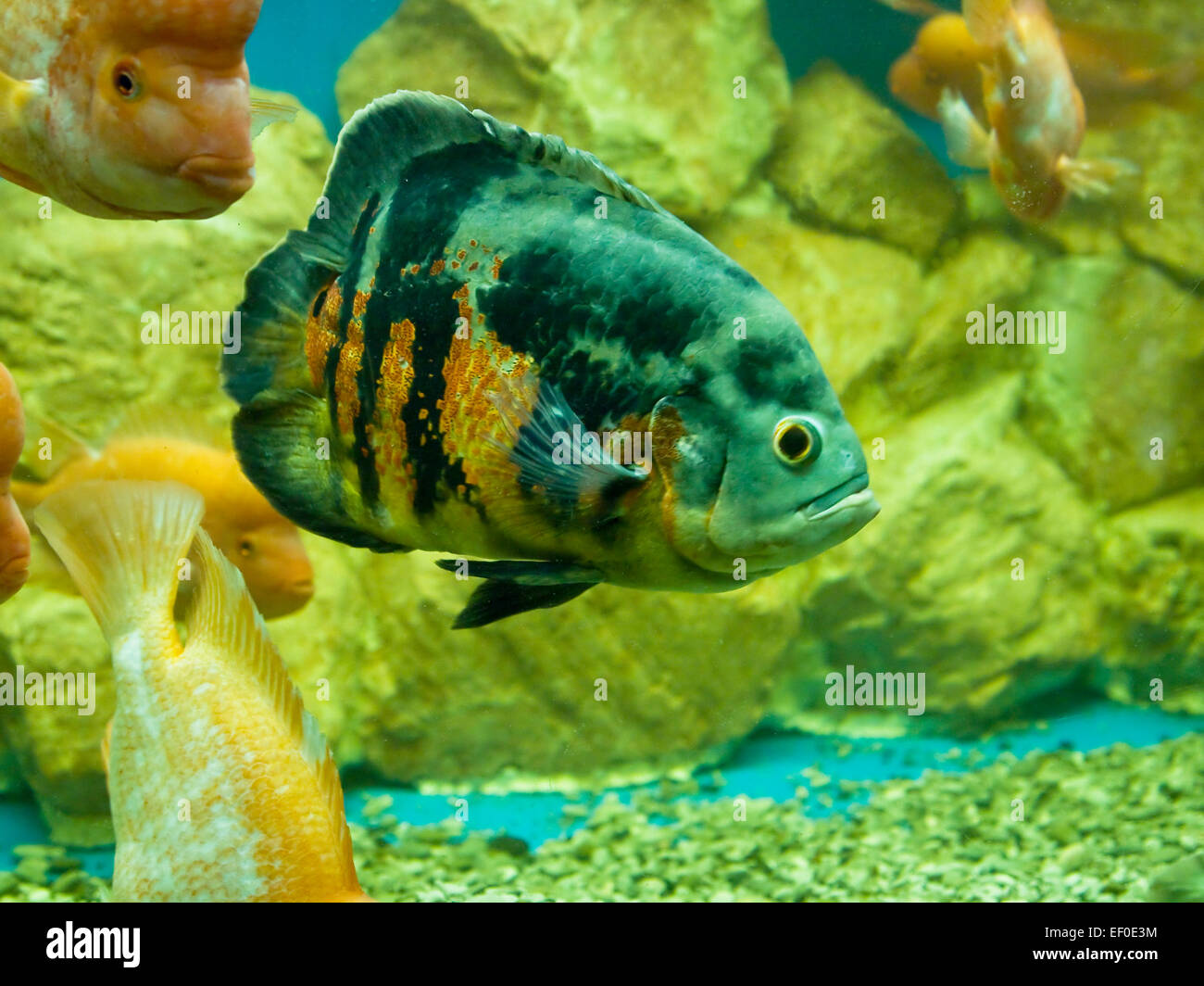 Tropical fish Astronotus ocellatus in aquarium. Stock Photo