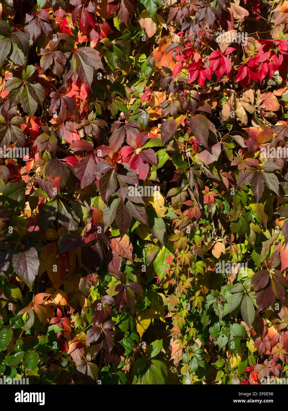 creeper over garage wall Stock Photo