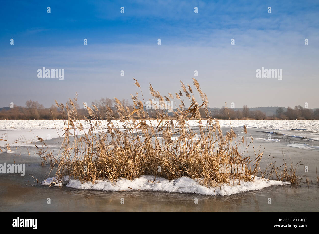 Reed on the Oder. Stock Photo