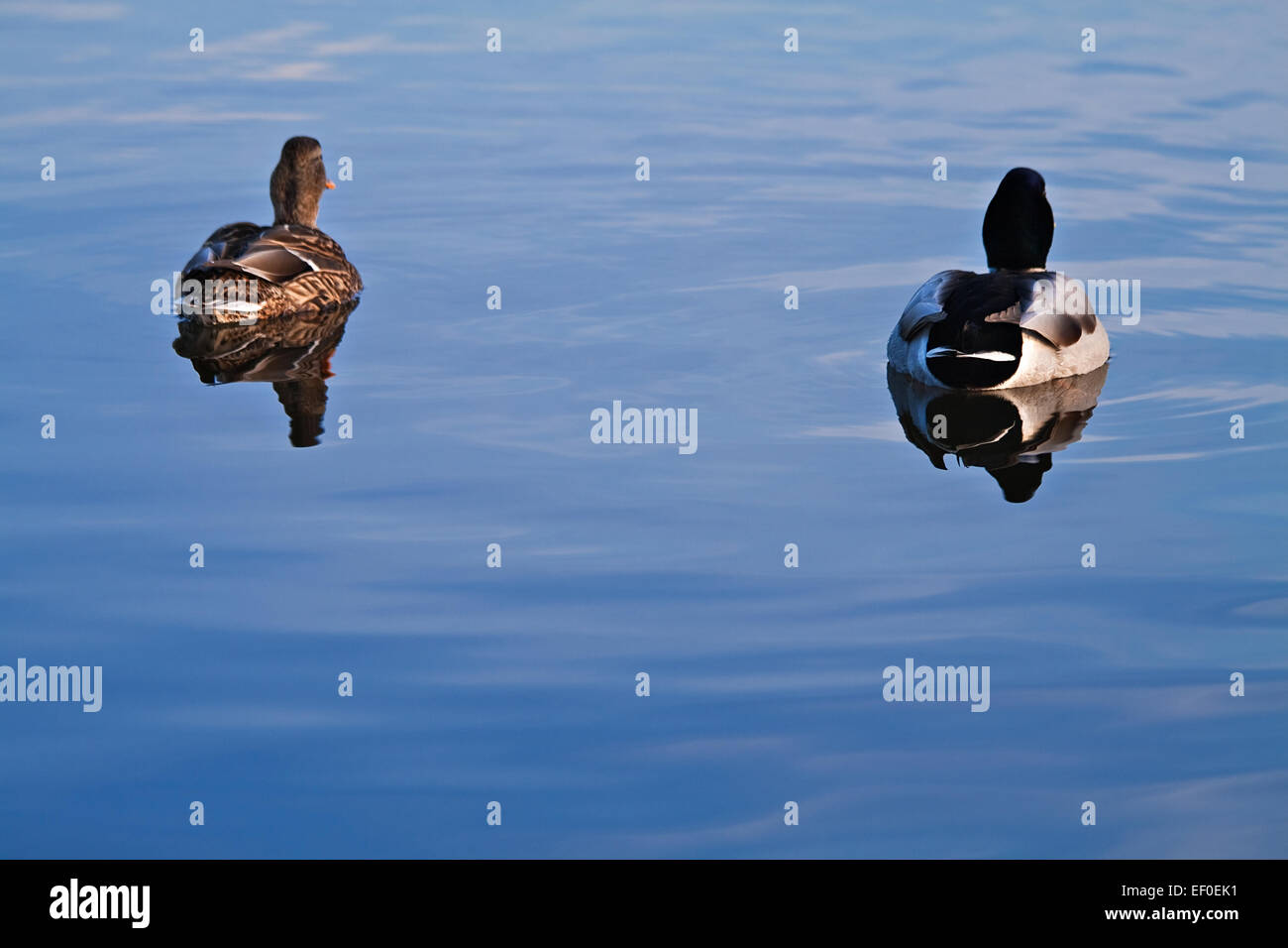 Ducks swim away Stock Photo Alamy