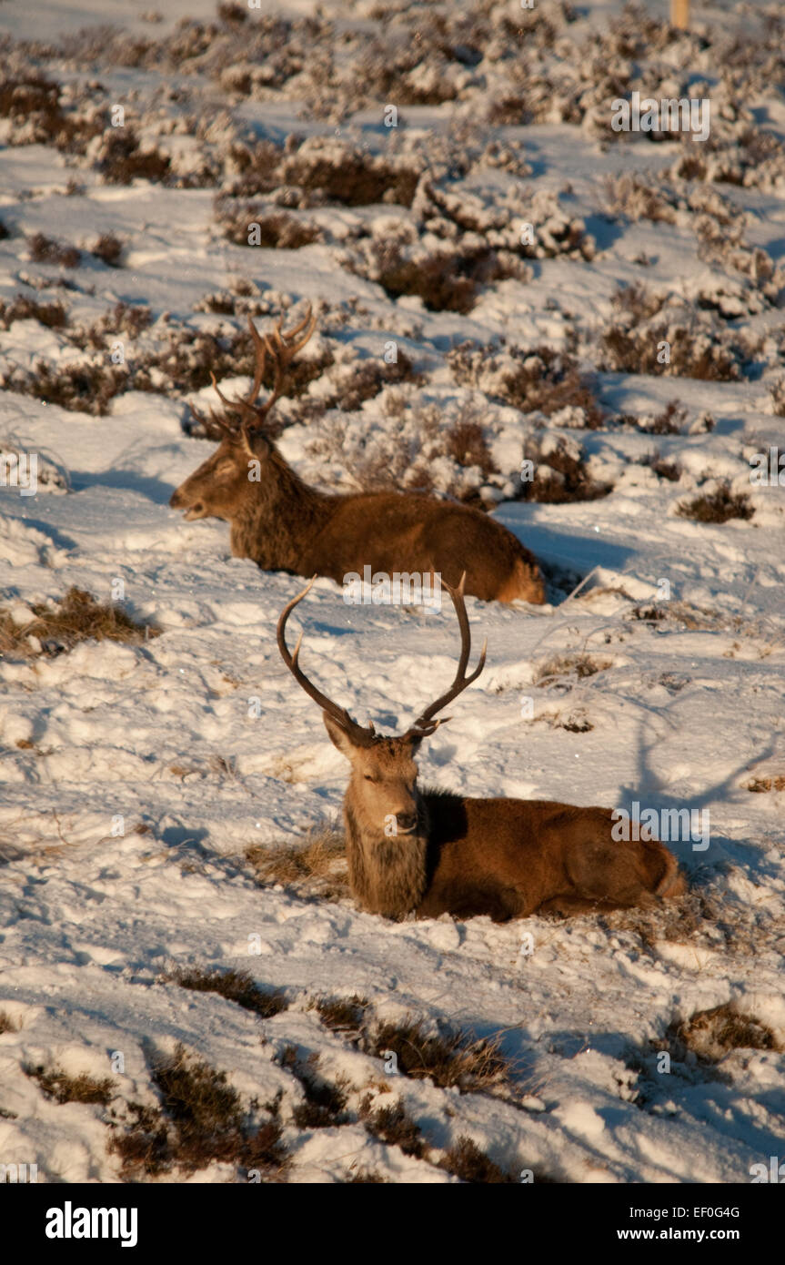 Red Deer Stags in the Snow in the Highlands of Scotland Stock Photo