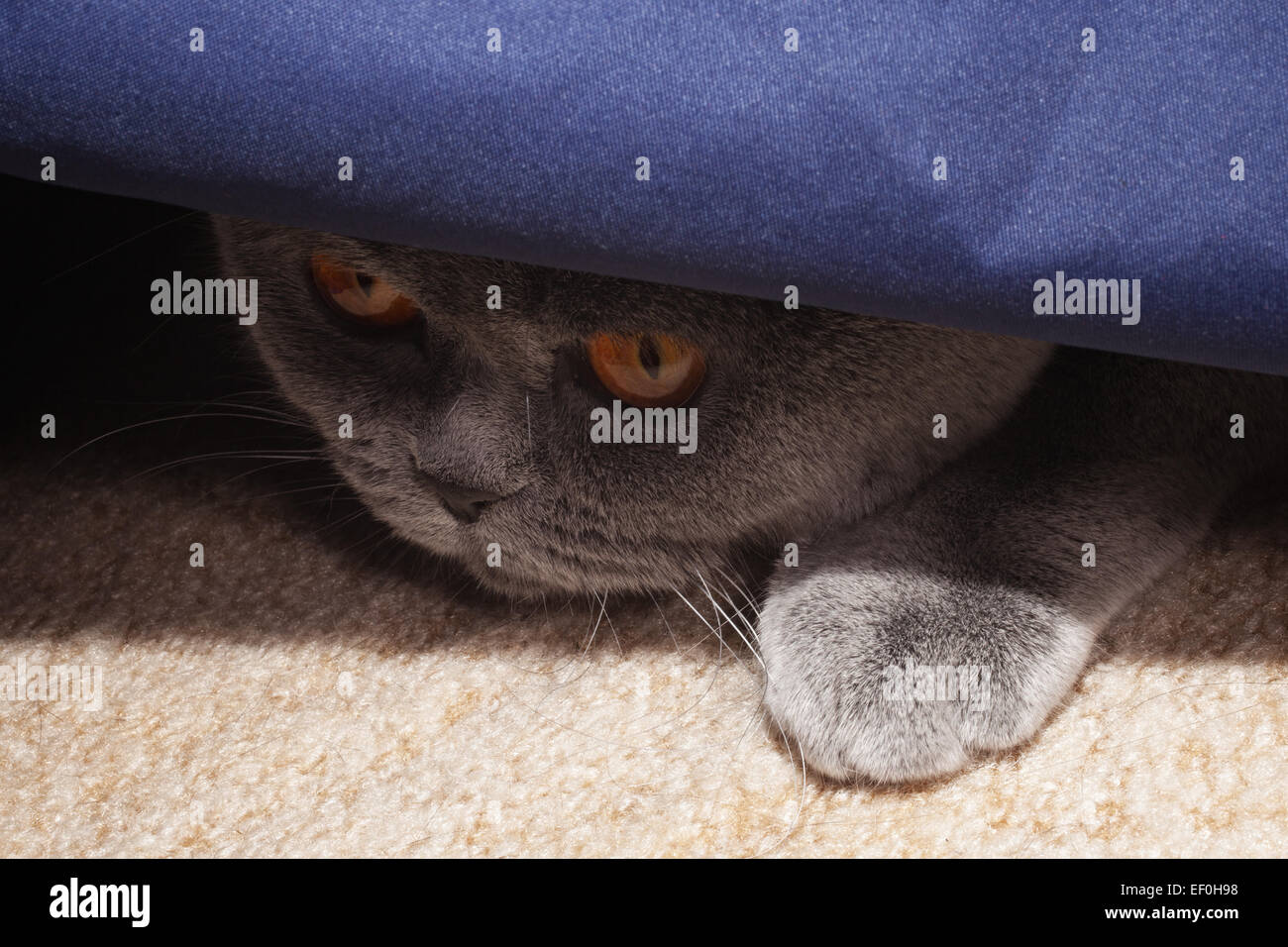 Hunting gray british cat close up Stock Photo