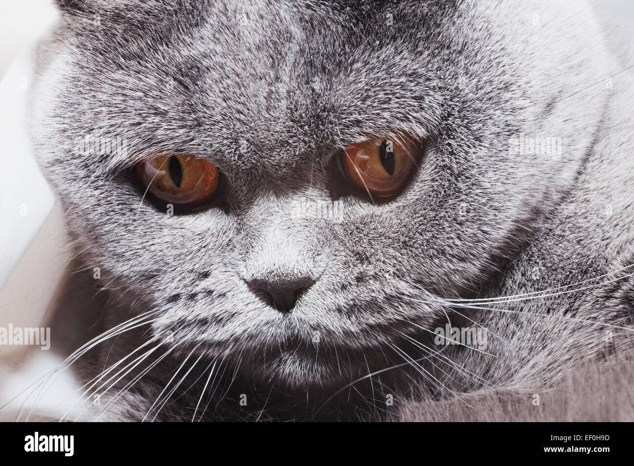 Funny gray British cat with bright yellow eyes close-up Stock Photo