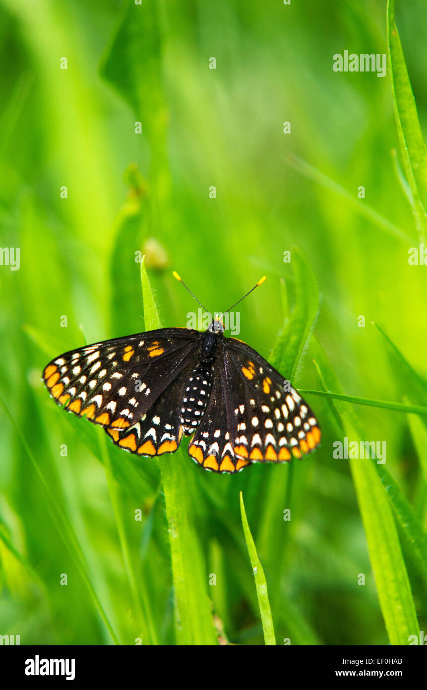 Baltimore checkerspot butterfly on green grass in summertime. Stock Photo