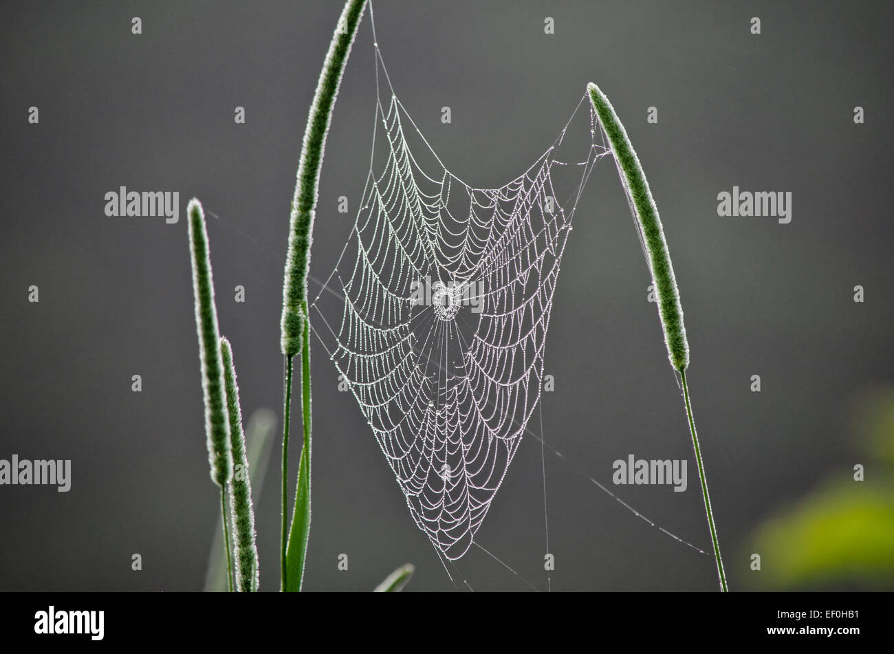 Spider web covered with morning dew Stock Photo