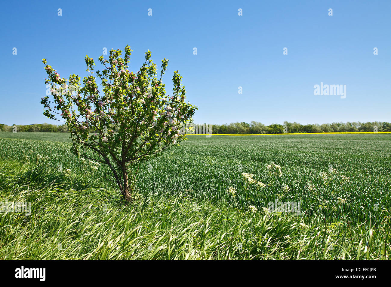 A tree at the edge of the field. Stock Photo