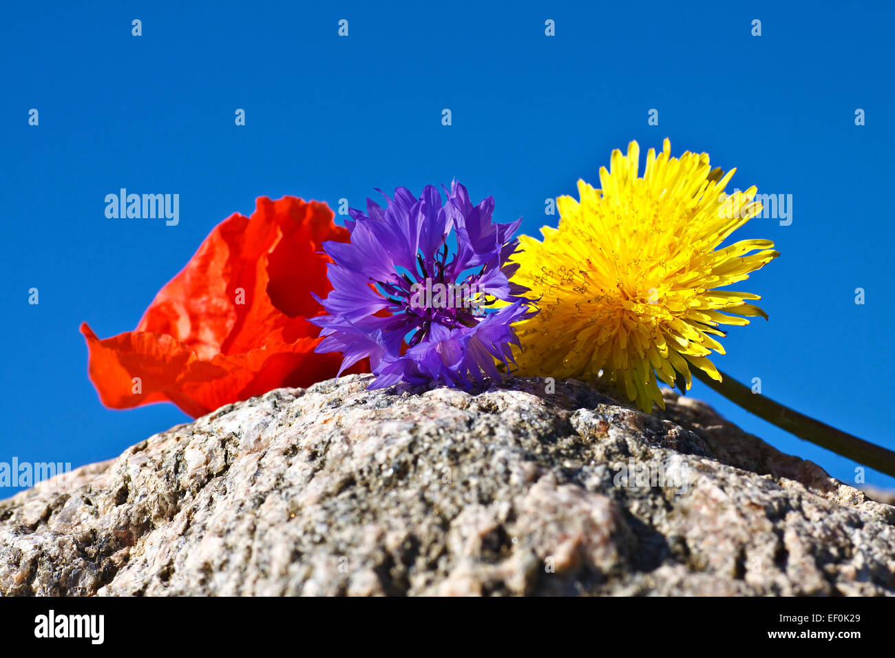 Three wild flowers on a stone Stock Photo Alamy