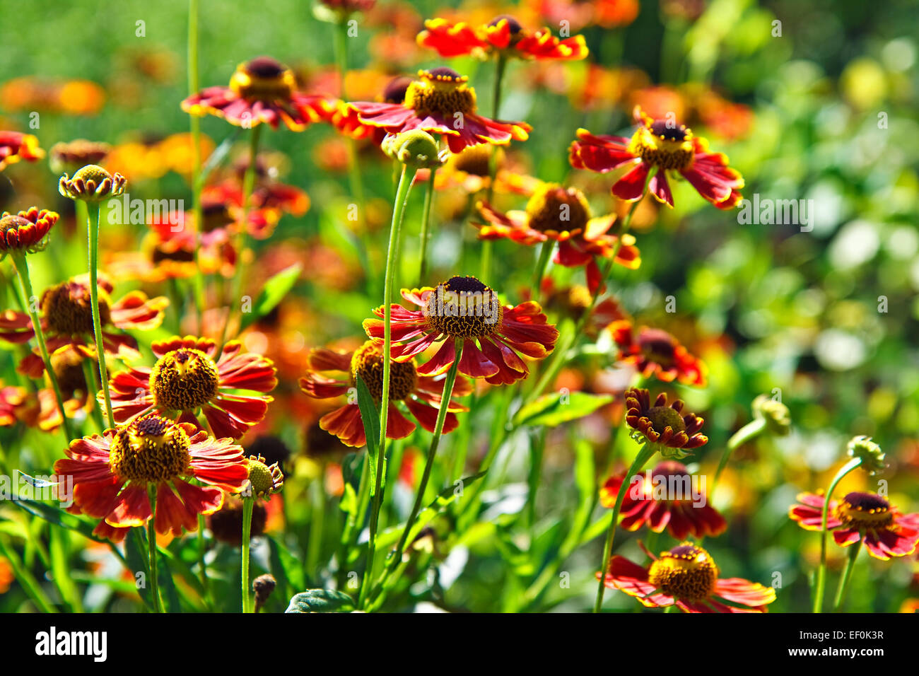 Blooming flowers. Stock Photo