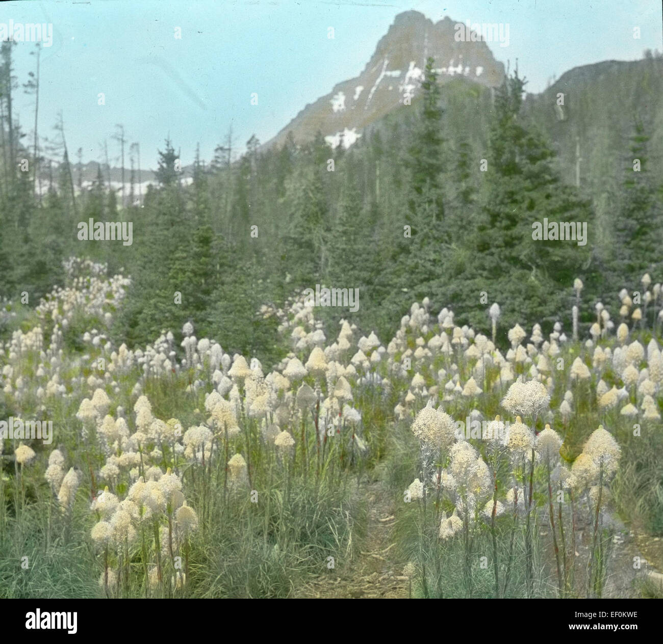 Bear Grass (Glacier Park) 153 Stock Photo Alamy