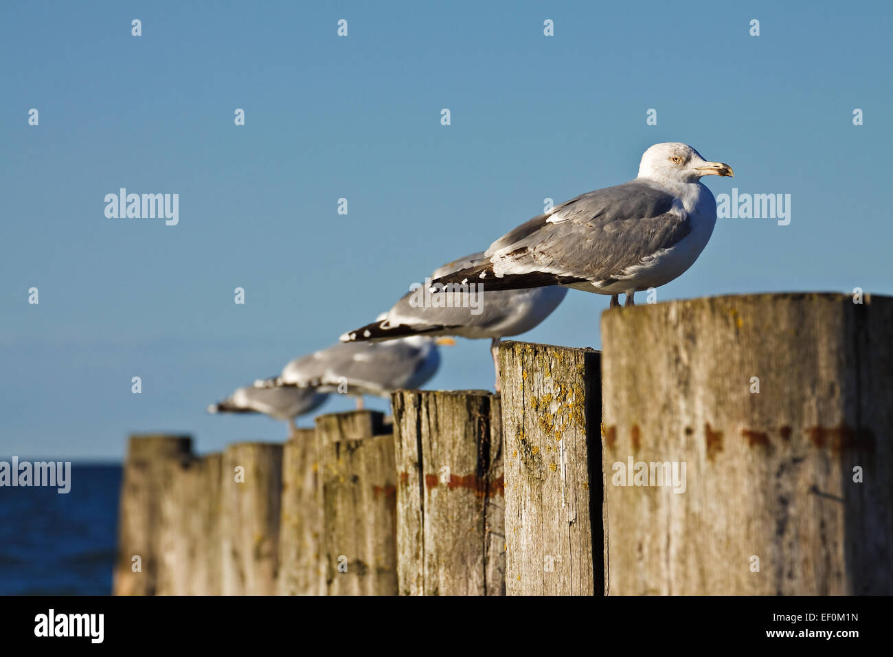 Seagulls on a stage. Stock Photo