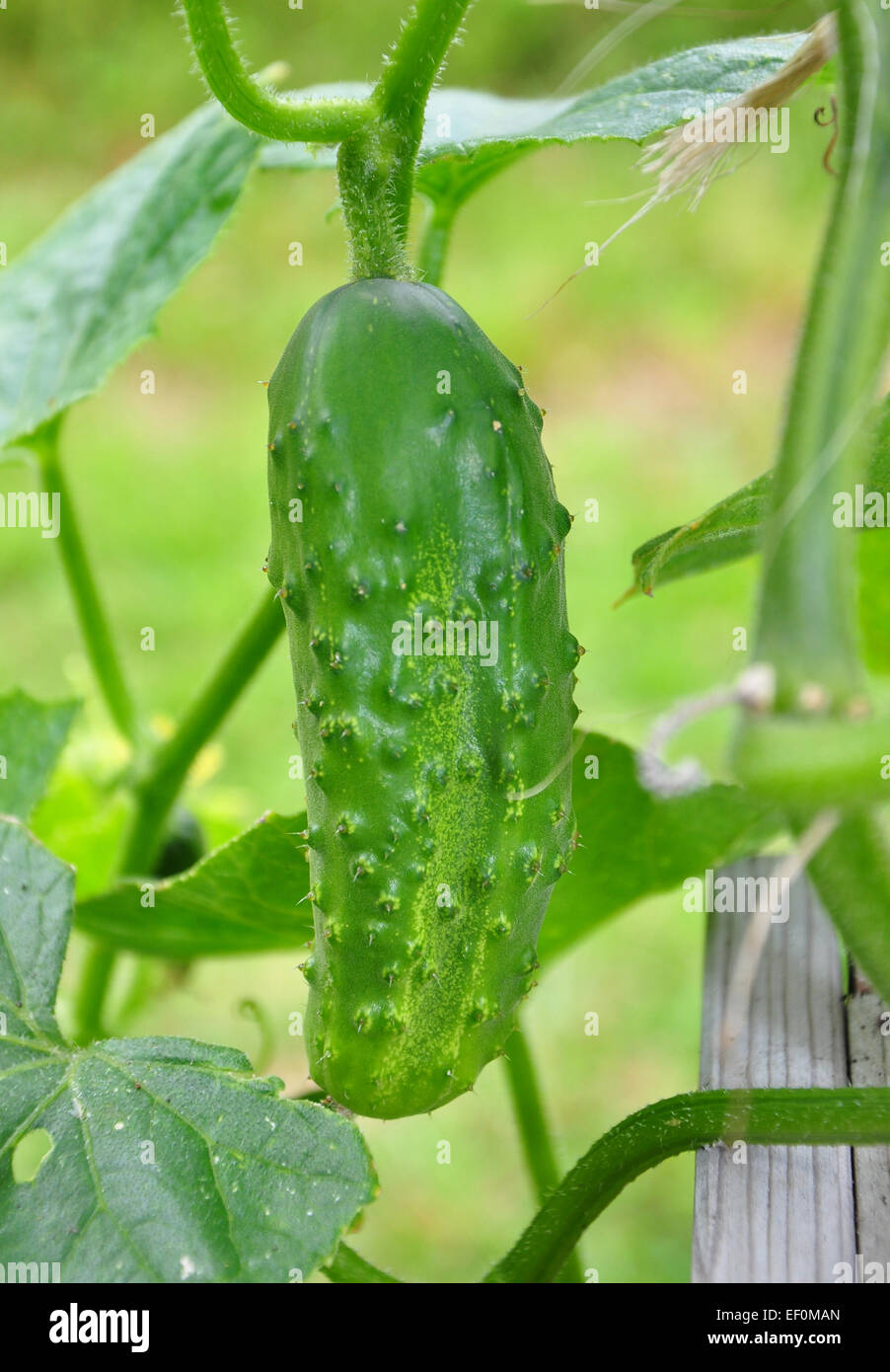 Cucumis sativus plant hi-res stock photography and images - Alamy