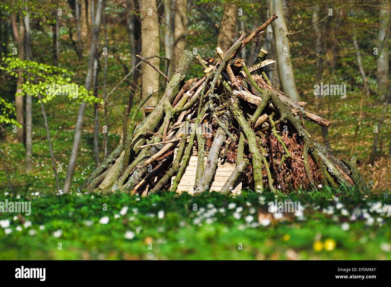A pile of twigs in the forest. Stock Photo