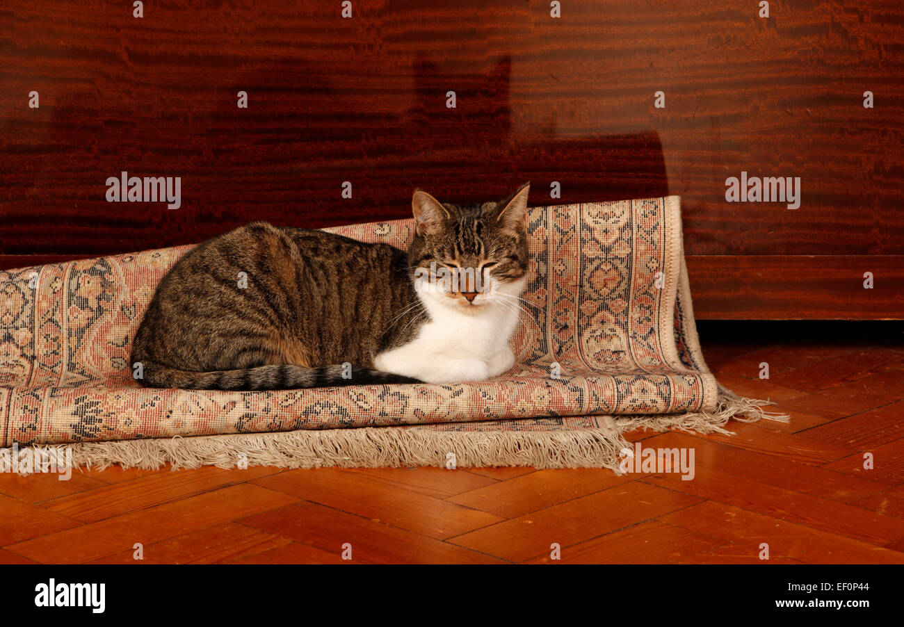 the cat sat on the mat Stock Photo Alamy