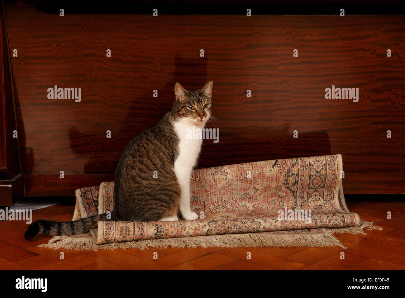 The cat sat on the mat stock photo alamy
