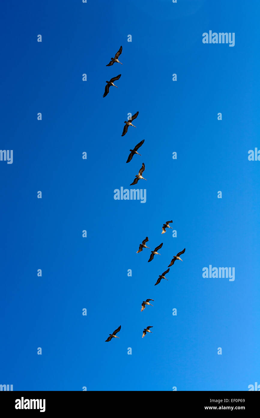 Flock of birds flying against a blue sky Stock Photo - Alamy