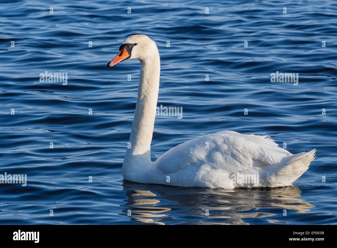 A swan swimming in the water. Stock Photo