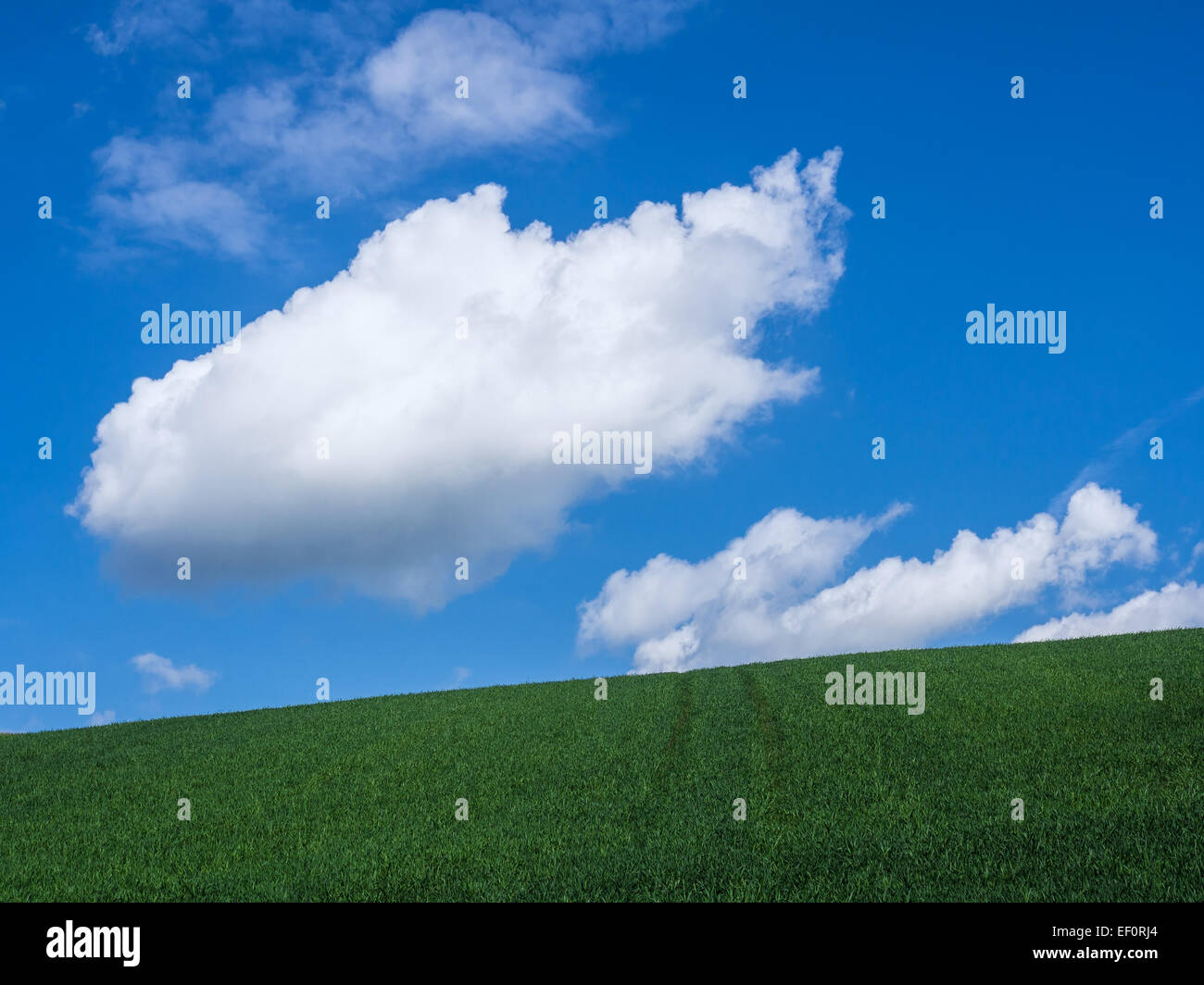 Landscape with field and blue sky Stock Photo - Alamy