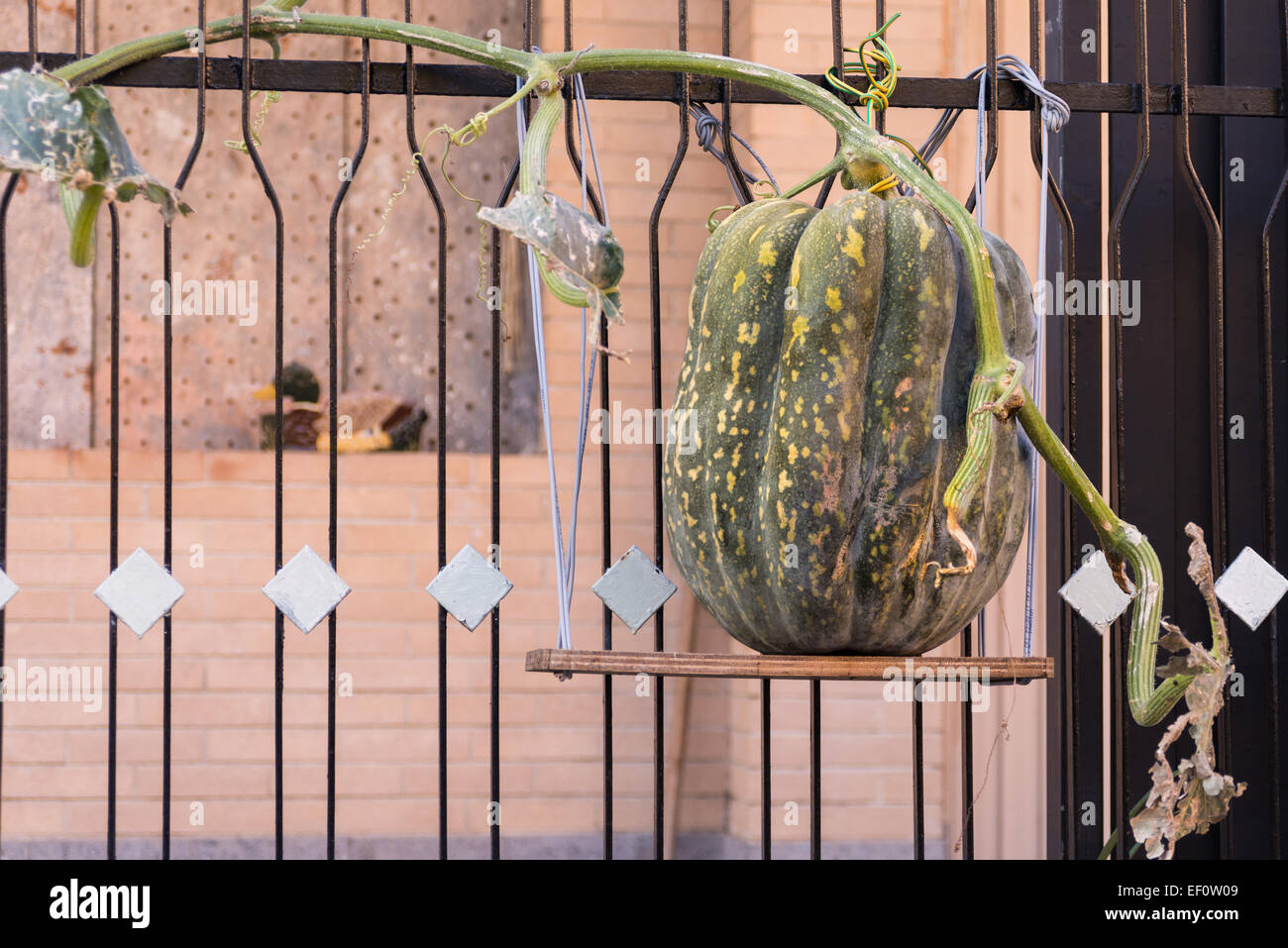 A Big pumpkin growing on a fence Stock Photo - Alamy