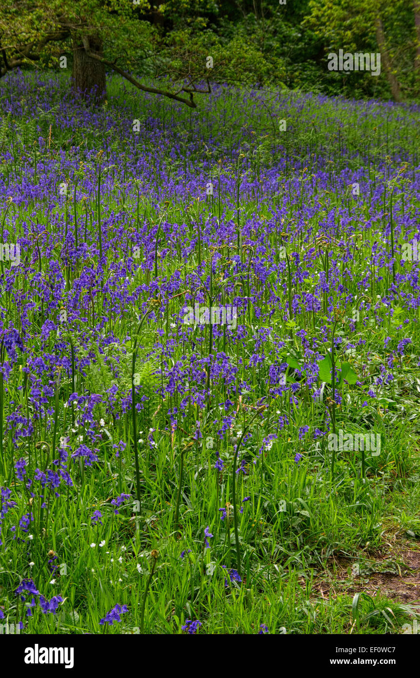 Roseberry Topping Bluebells Stock Photo Alamy