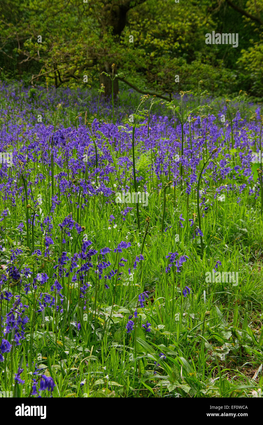 Roseberry Topping Bluebells Stock Photo Alamy