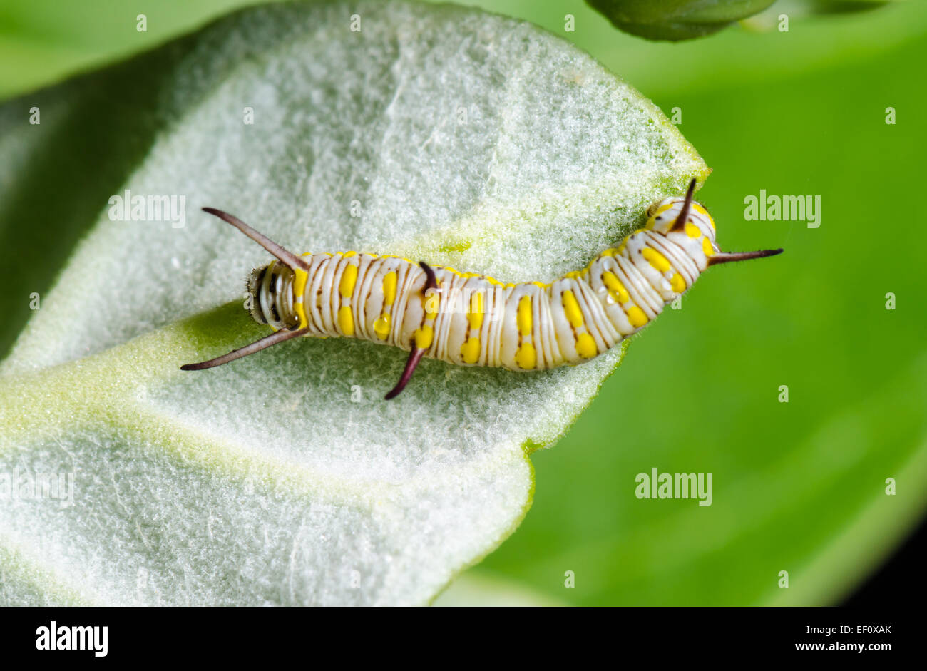 Close up white with yellow stripes caterpillar eating leaf of calotropis. Larva of Plain Tiger butterfly (Danaus chrysippus) Stock Photo