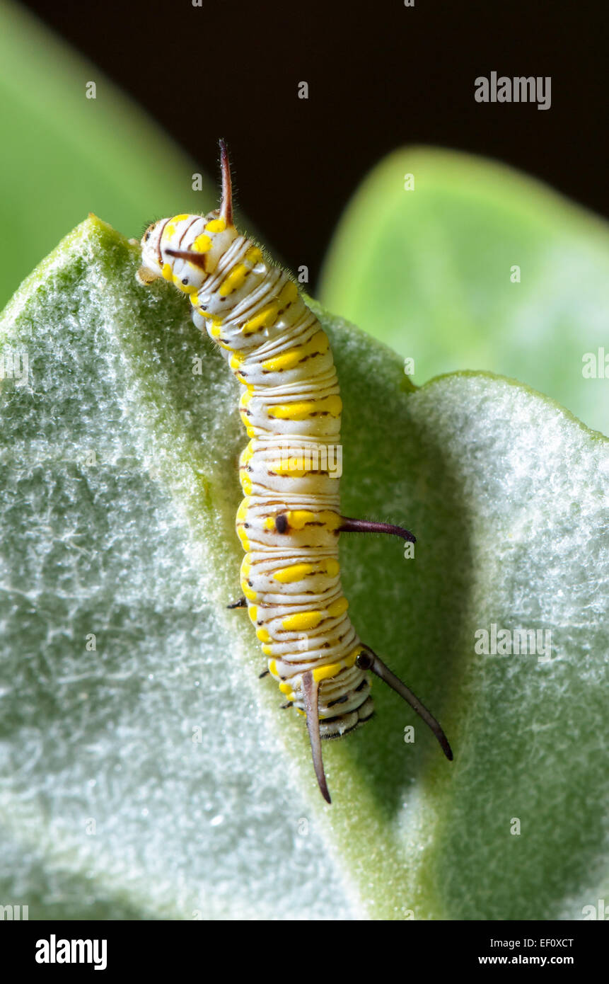 Close up white with yellow stripes caterpillar eating leaf of calotropis. Larva of Plain Tiger butterfly (Danaus chrysippus) Stock Photo