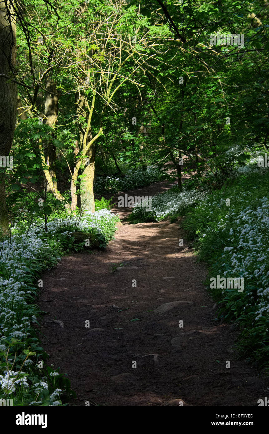 Roseberry Topping Bluebells Stock Photo - Alamy