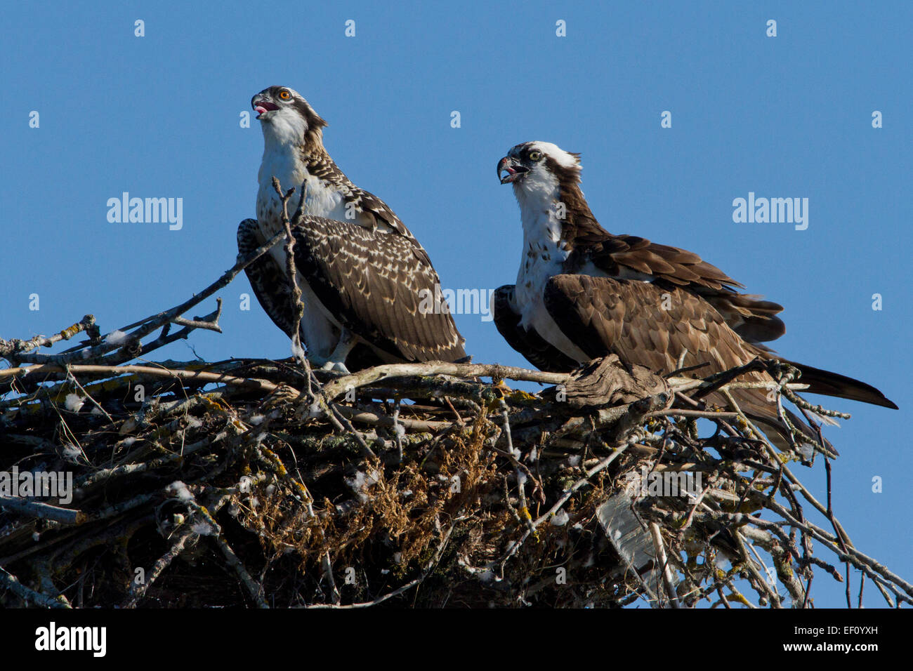 osprey-pandion-haliaetus-adult-on-nest-with-juvenile-along-columbia