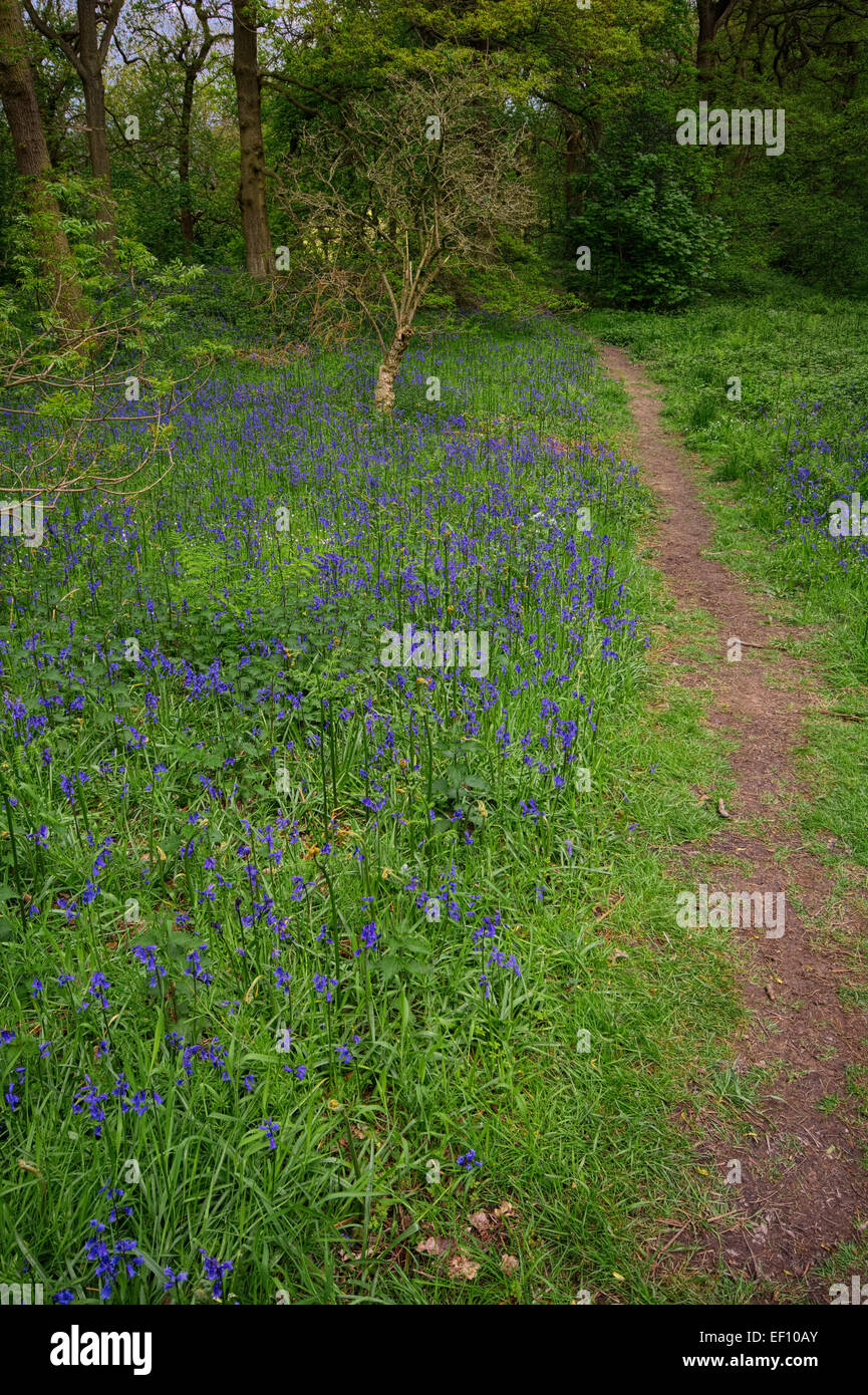 Roseberry Topping Bluebells Stock Photo Alamy