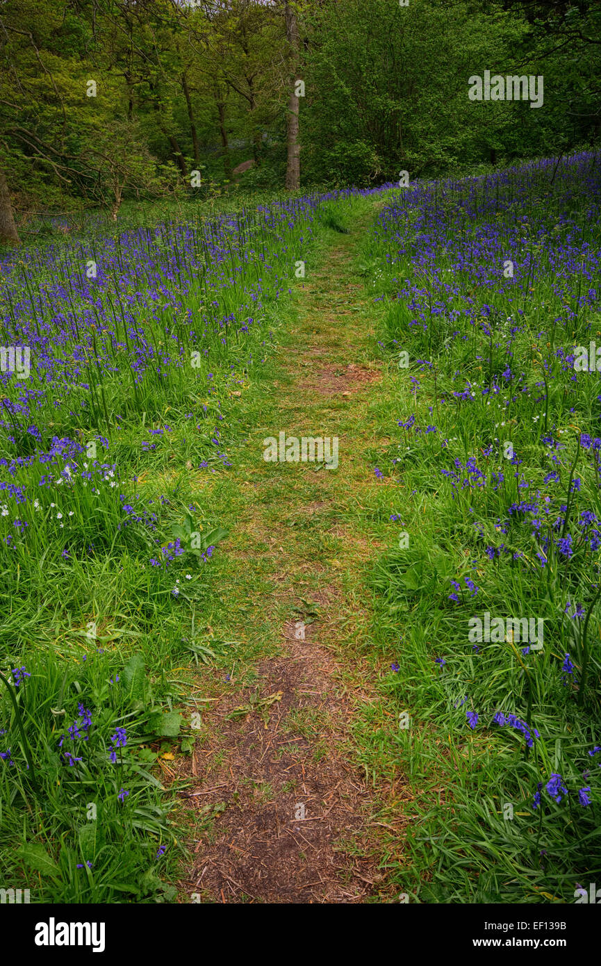 Roseberry Topping Bluebells Stock Photo Alamy