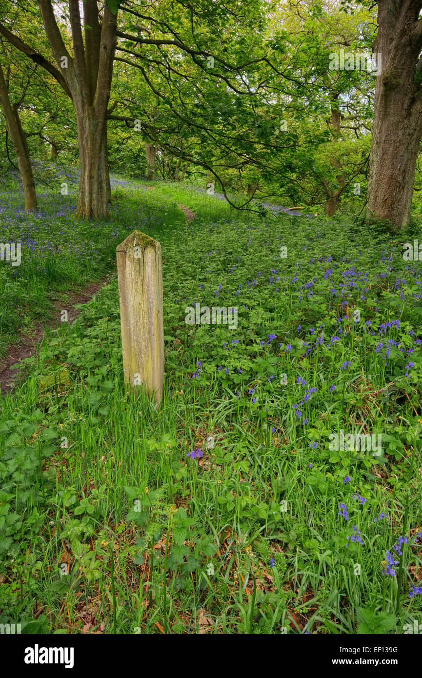 Roseberry Topping Bluebells Stock Photo Alamy