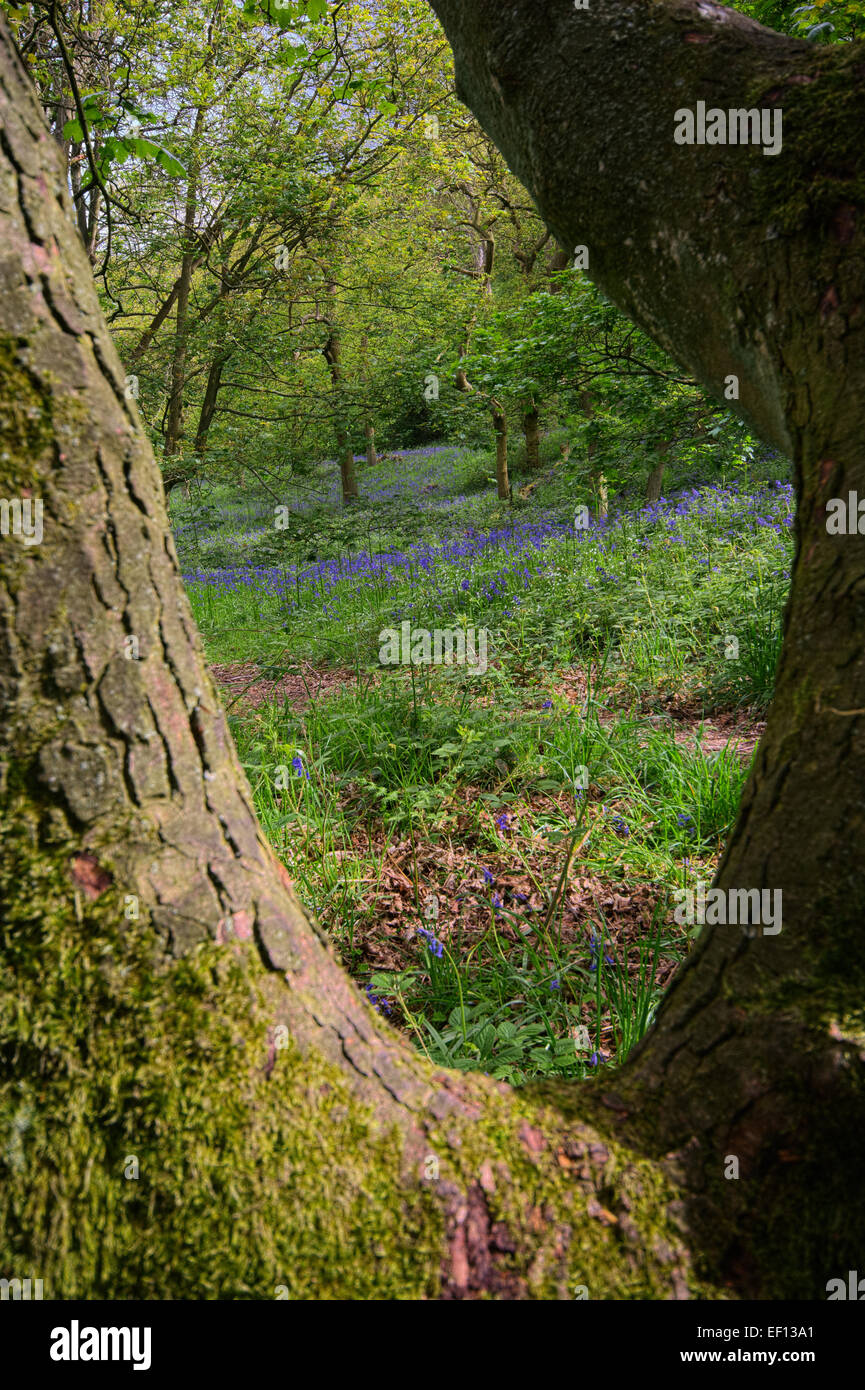 Roseberry Topping Bluebells Stock Photo Alamy