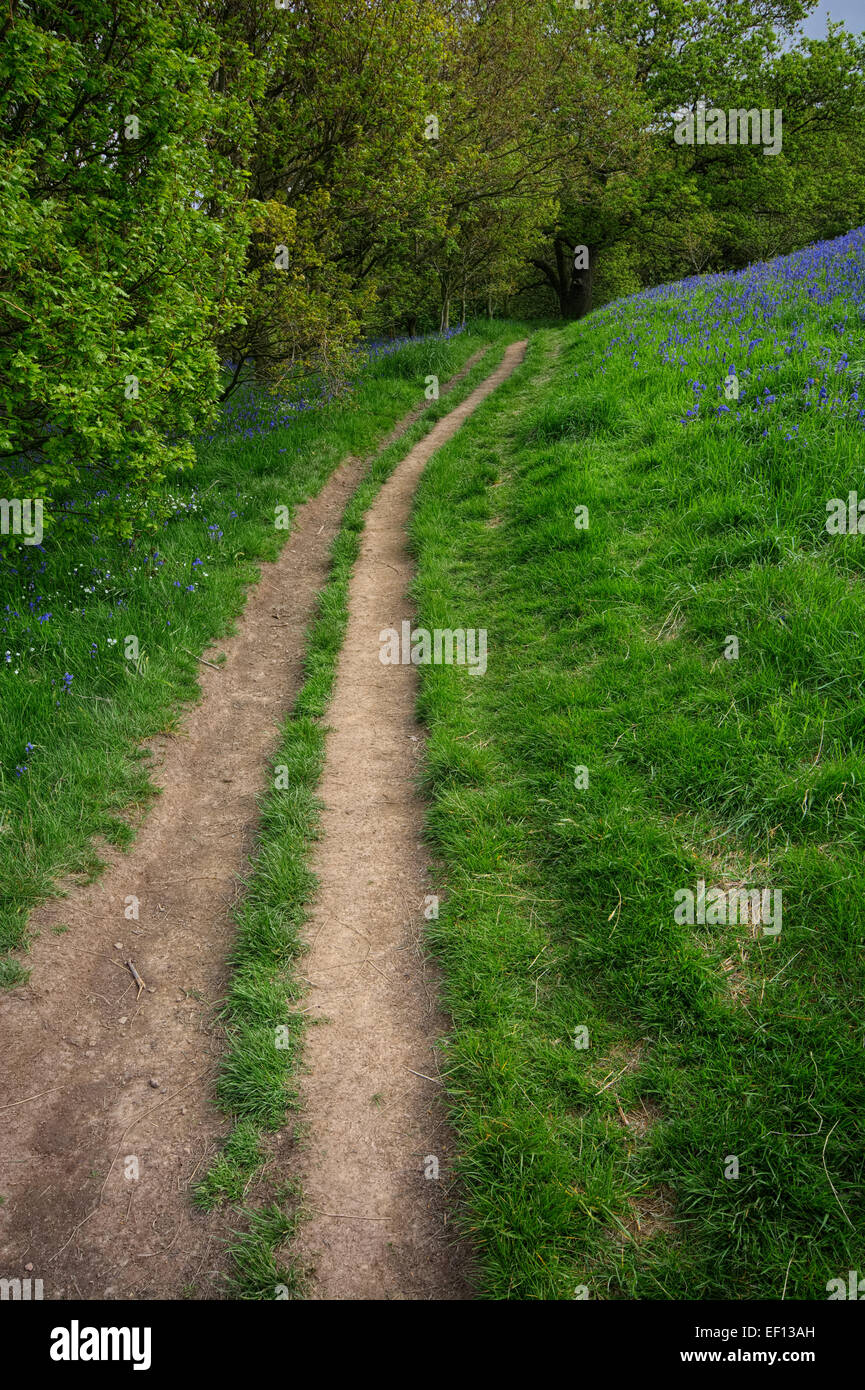 Roseberry Topping Bluebells Stock Photo Alamy