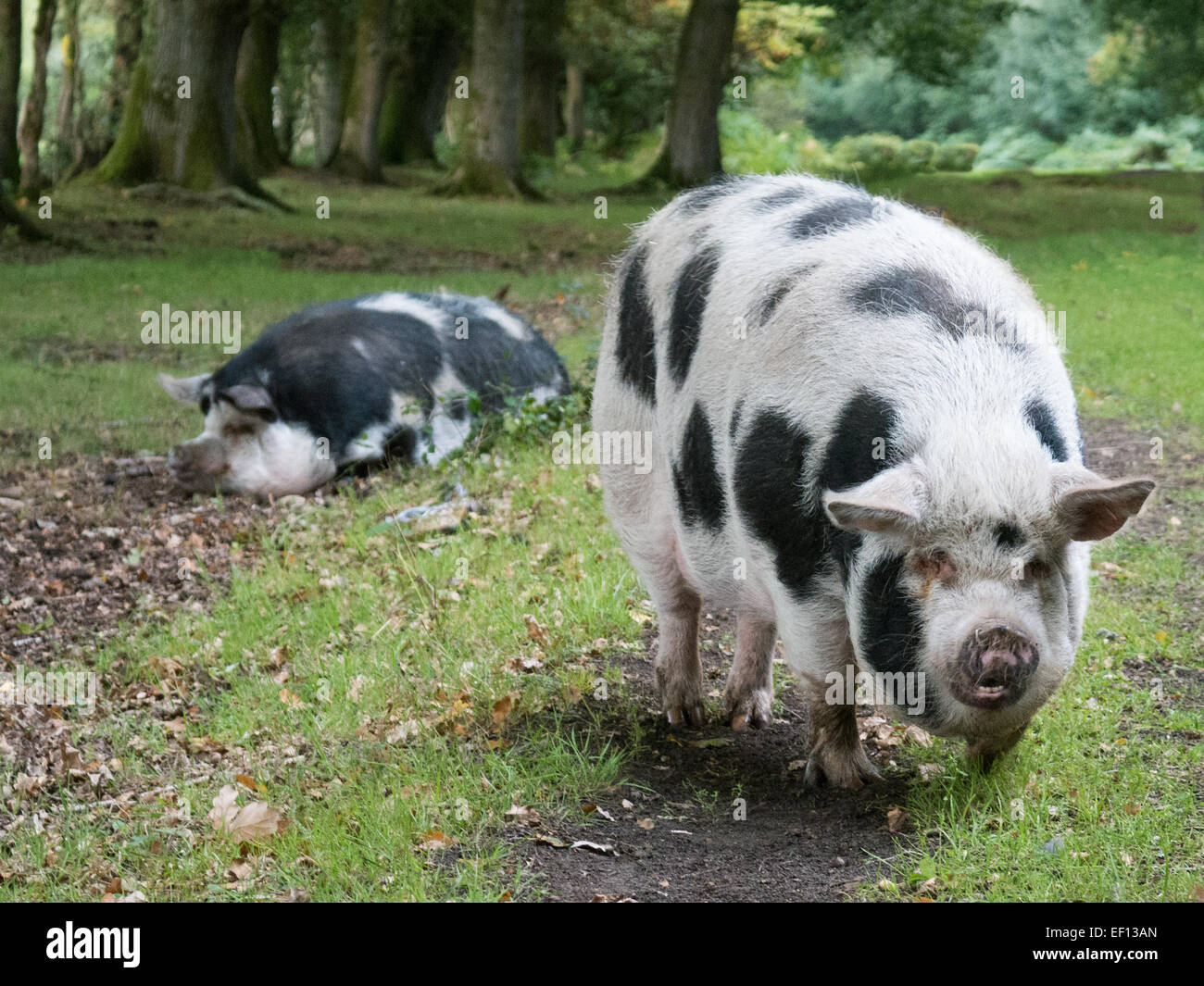 Pigs at Panage time in the New Forest Stock Photo