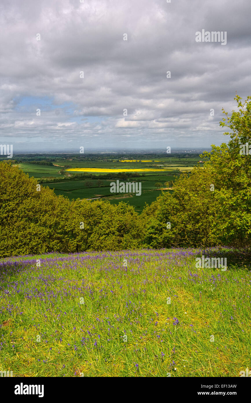 Roseberry Topping Bluebells Stock Photo Alamy