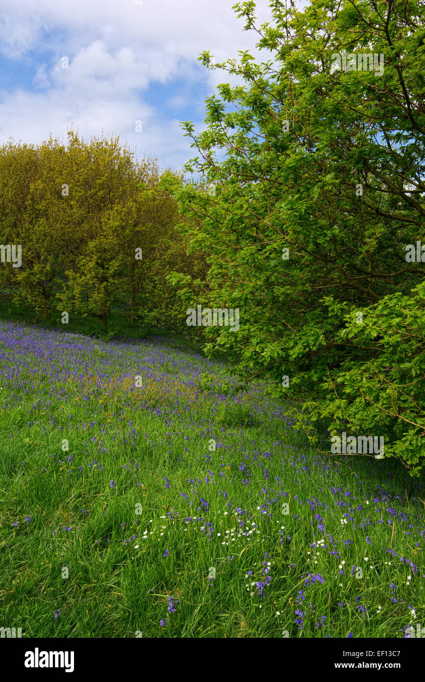 Roseberry Topping Bluebells Stock Photo Alamy