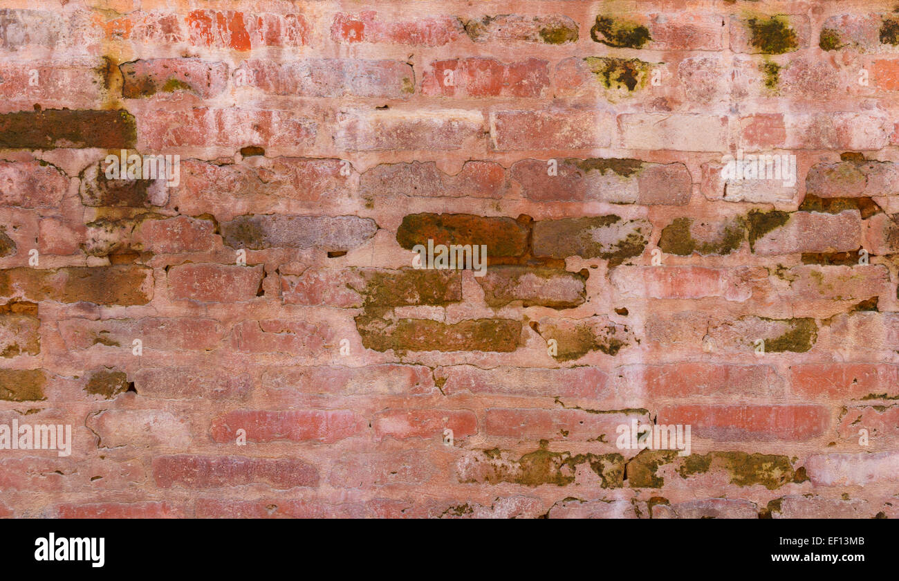Damp brick wall with green algae Stock Photo