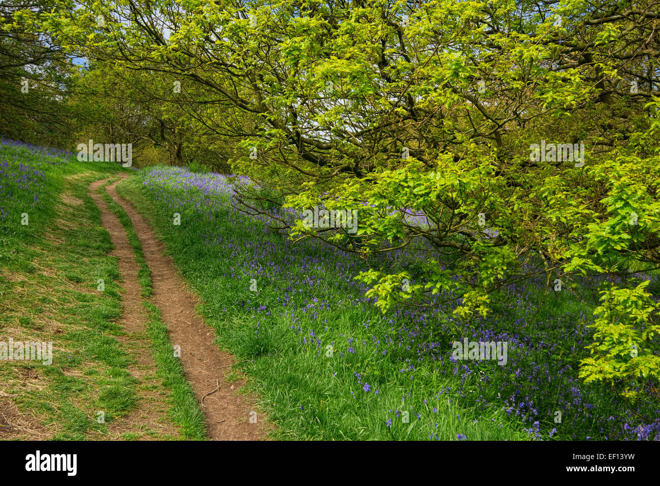 Roseberry Topping Bluebells Stock Photo Alamy