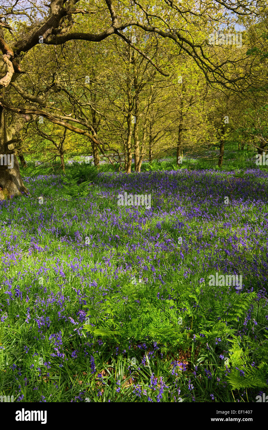 Roseberry Topping Bluebells Stock Photo Alamy