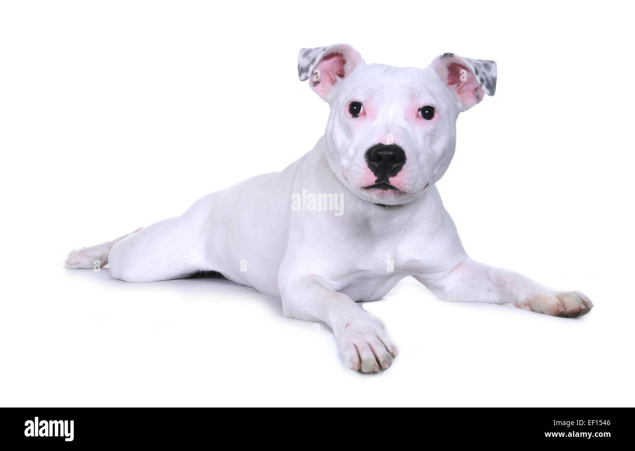 American staffordshire terrier pedigree sales