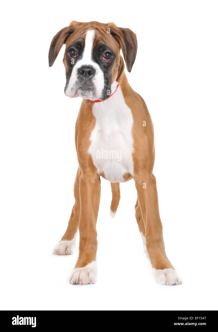 Studio image of a young pedigree Boxer Dog. Stock Photo