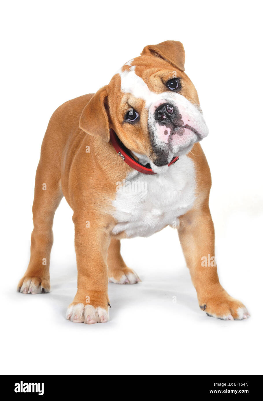 pedigree bulldog puppies
