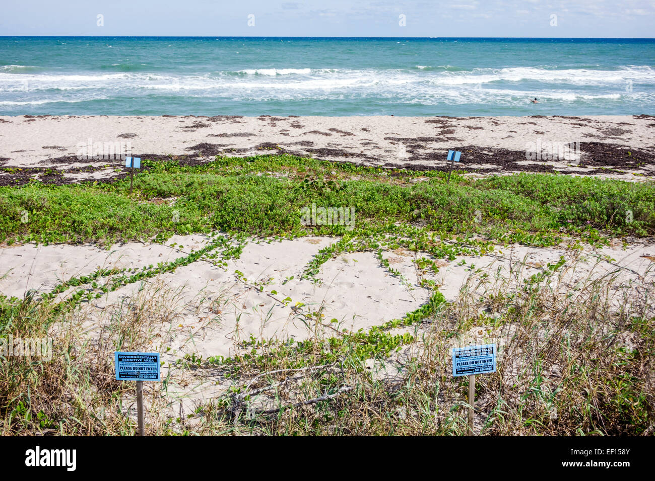 Riviera Beach Florida,North Palm Beach,John D. MacArthur Beach State Park,water,nature,surf,Atlantic Ocean,beach,sand,sign,do not enterally sensitive Stock Photo