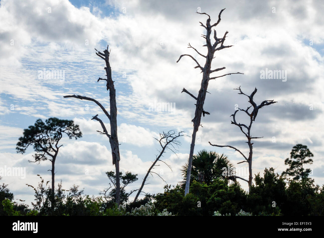 Hobe Sound Florida,Tequesta,Jonathan Dickinson State Park,nature