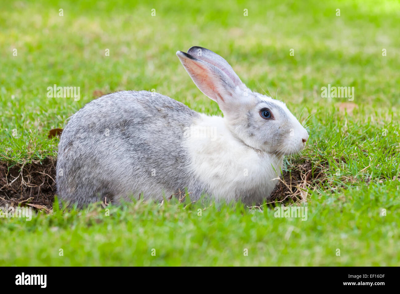 Gray and white rabbit digs a hole on green grass meadow Stock Photo